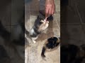 Hungry Kittens Meows And Want To Eat Kitten Carioca Gray Koring Steals Food