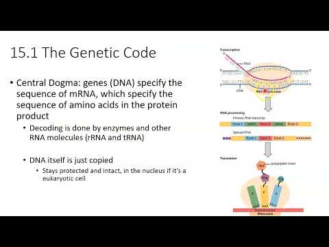 Chapter 15 Genes and Proteins