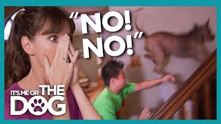 Out of Control Dog Tears Through House and Bullies their Owner! | It