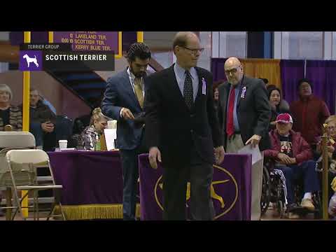 download lagu mp3 mp4 Dog Shows Scotland, download lagu Dog Shows Scotland gratis, unduh video klip Dog Shows Scotland