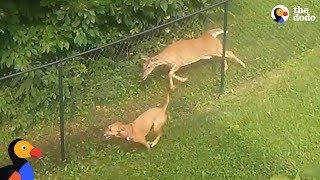 Dog and Deer Caught Playing Together Along A Fence | The Dodo by The Dodo