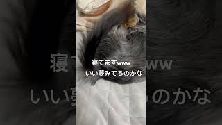 #ペット #犬 #犬のいる暮らし
