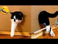 You Laugh You Lose Funniest Cat Videos Ever 2025