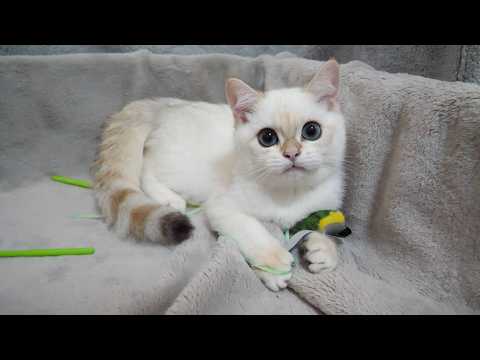 YouTube 썸네일