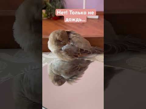 Пудяша спряталась🤪 #воробей #утродоброе #птички #утродома