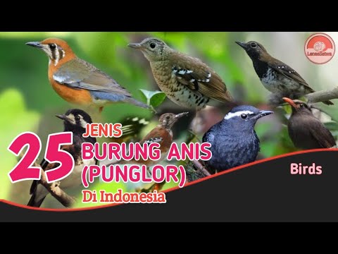 , title : '25 JENIS BURUNG ANIS // BURUNG PUNGLOR // DI INDONESIA.'