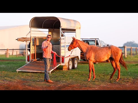 How to Teach a Horse to Load on a Trailer!  (THIS METHOD WORKS)
