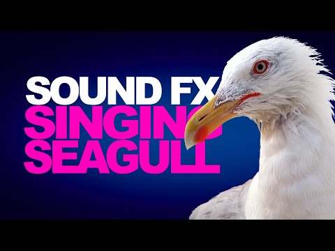 SINGING SEAGULLS | Sound Effects [High Quality]