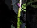 Our Red Eyed Green Tree Frogs One Turns Purple To Show Off