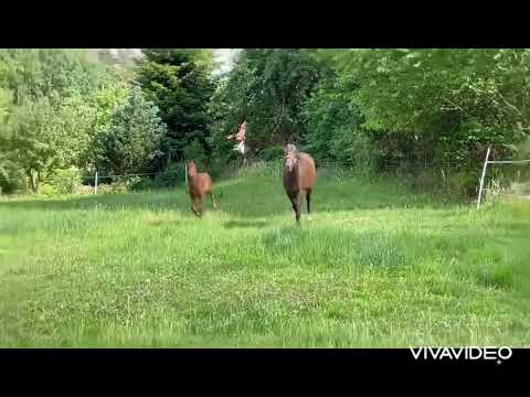 Hengstfohlen von Vingino x Cash and Carry x Lansing