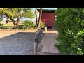 Curtin Springs Red Centre Northern Territory Australi