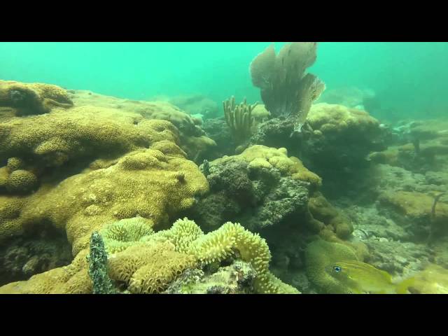 Commercial Pier Reef Diving