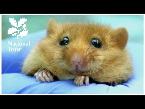 Bringing rare dormice back to Calke Abbey in Derbyshire