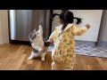 The Most Dramatic Cats Moments Ever Funny Cat Videos 2025