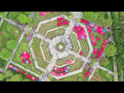 Festival de Cultura de Peônias de Luoyang é inaugurado, parques em toda a província de Henan estão lotados