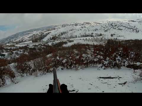tavşan avı#rabbit hunting#gjuetia e lepurit#hasenjagd #hare hunting