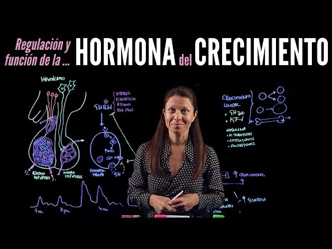 Fisiología endocrina II: Hormonas del crecimiento
