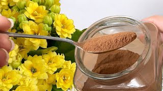 Dies ist ein wahrer Schatz für alle Ihre Pflanzen! Geeignet für KALANCHOE, ORCHIDEE und weitere🌺