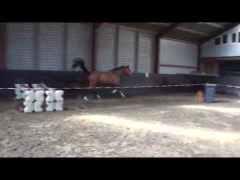 Carthino Z x Padinus 037A.MP4