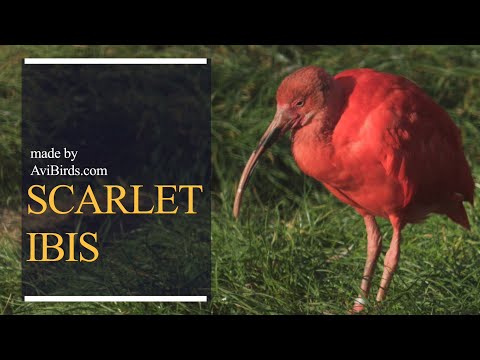 Ibis červený (Eudocimus ruber) — Scarlet Ibis fakty a zábery
