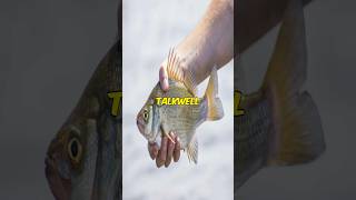 Do Fish REALLY Talk? #drumfish #fishes