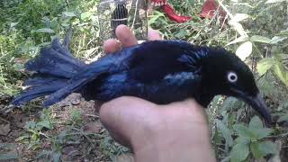 Download lagu Suara pikat srigunting sulawesi paling ampuh (5) mp3