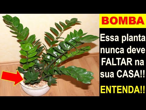 , title : 'BOMBA - Não deixe essa PLANTA faltar na sua CASA!!! (Veja só isso)'