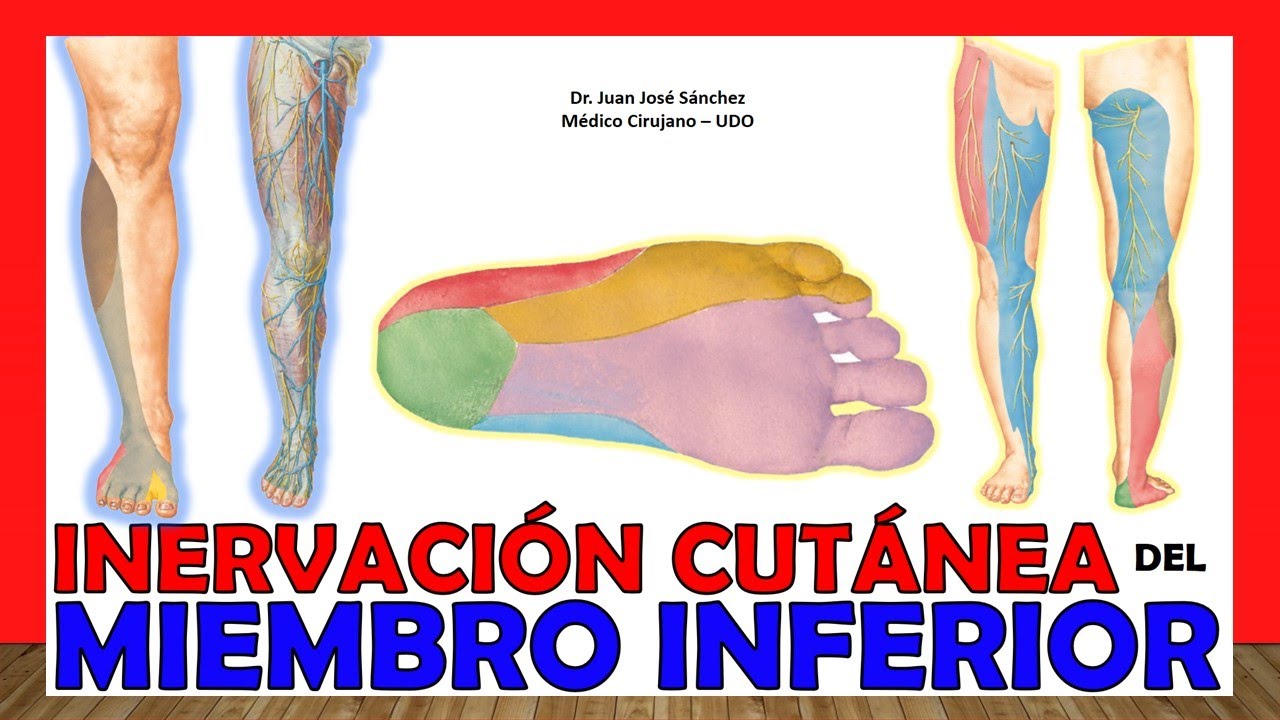 🥇 INERVACIÓN CUTÁNEA DEL MIEMBRO INFERIOR (Resumen de Nervios) ¡Explicación Fácil y Sencilla!