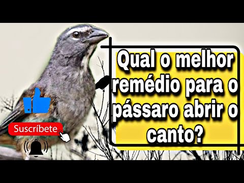 Esse remédio vai abrir o canto do seu trinca-ferro!