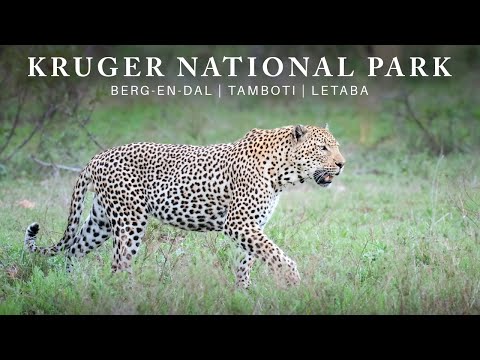 Brothers on Safari | Kruger National Park (4K)