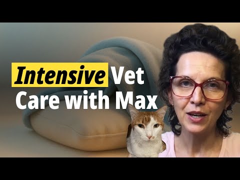 Intensive Vet Care Experience With Max 🐾🤍 | Diary of a Cat Mom