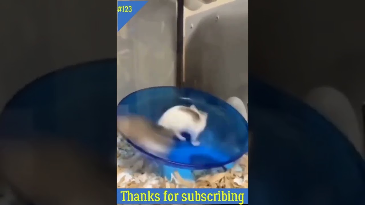 funny hamsters running around the plate l cute animals