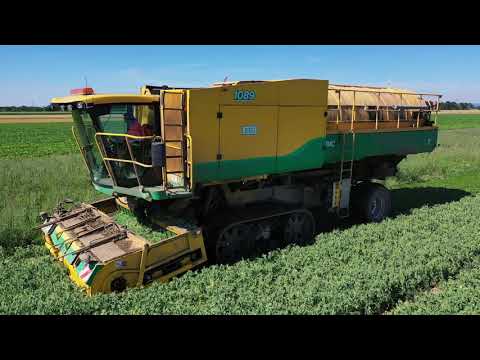Erbsenernte 2020 im Marchfeld | Pea harvest | Ploeger | PMC