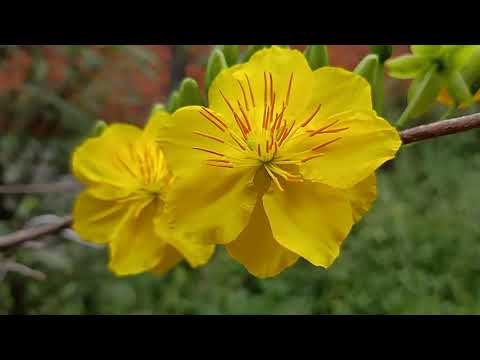 phun thuốc cho nụ mai chậm bụng vỏ trấu