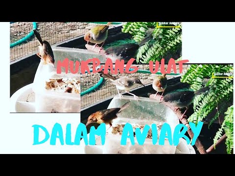 Mukbang Ulat dan Kroto dalam Aviary Burung Kecil
