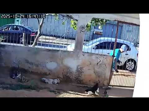 Abandono de animais Jd das oliveiras Senador Canedo-GO