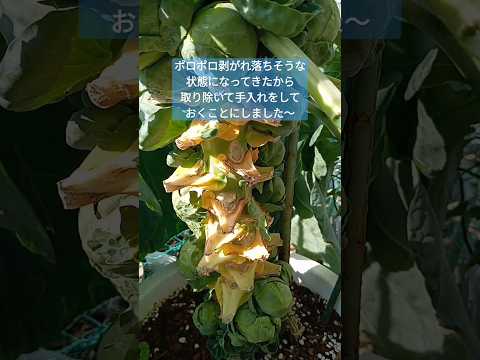 9月から2月にかけて実りの多い収穫を得るために芽キャベツを植えるにはどうすればよいでしょうか?  庭園