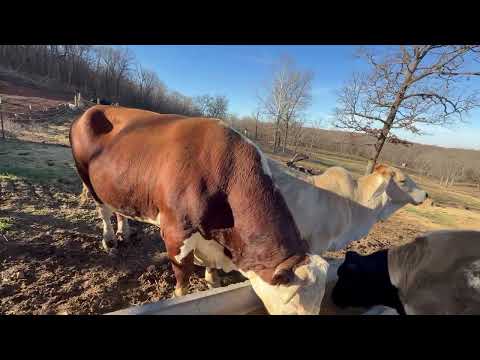 Frühstück mit Rufus und den Mädchen. Schauen wir uns die Mädchen mal an und sehen wir, wie es so ...