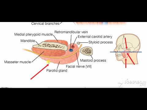 Parotid gland surfaces borders