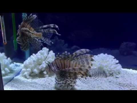 会計学科 水族館 木村勝則滋賀県高島市！