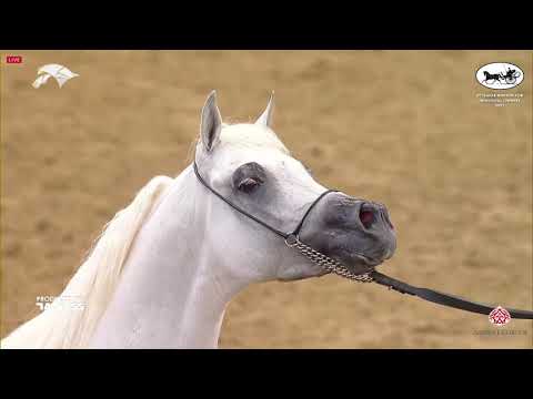 N 175 NADEER AL WAAB   6th Qatar Nat  Arabian Peninsula HS for individual Owners   Stallions 4 6 Yea