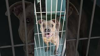 Video preview image #1 American Pit Bull Terrier Puppy For Sale in Pasadena, CA, USA