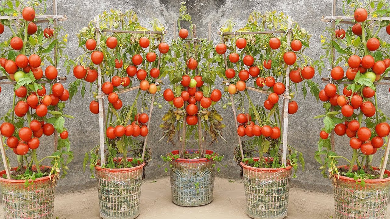 How To Grow Tomatoes WITHOUT Watering & Get TONS of Fruit