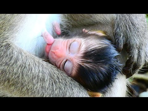 LITTLE NEWBORN VIXEN VERY ADORABLE FALL SLEEP UNTIL LOSE HER MILK. LOVELY BABY.