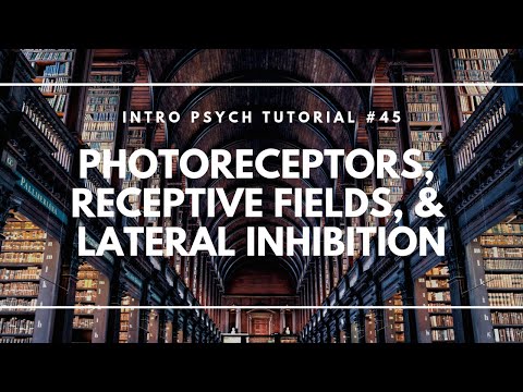 Introduction to Sensation and Perception Intro Psych Tutorial 40