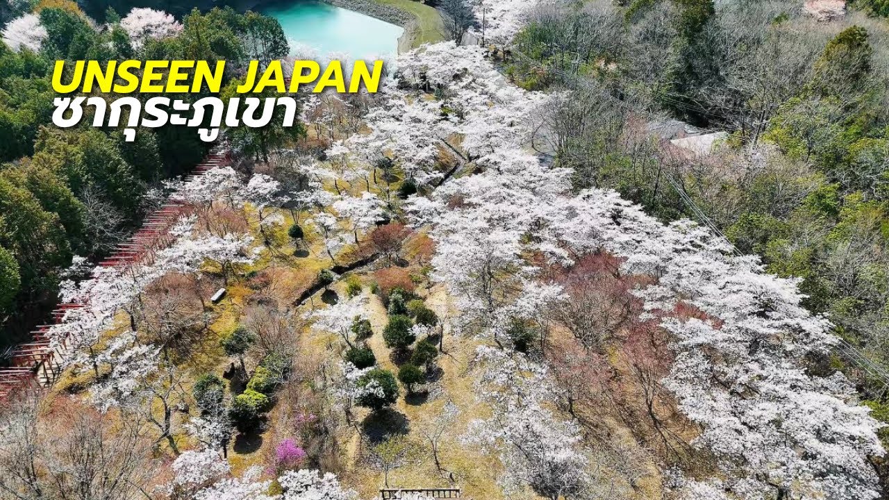 ซากุระภูเขาจุดลับ! ท่ามกลางธรรมชาติไร้ผู้คน ที่เมืองนิชิวากิ เฮียวโกะ (Unseen Japan)