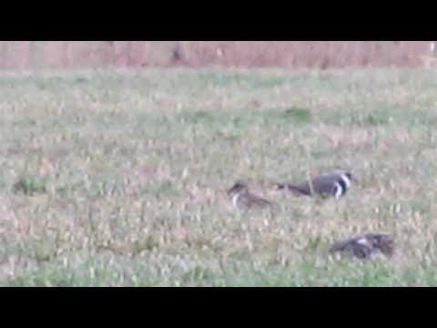 Goudplevier - Pluvialis apricaria , Bergerden - Kassengebied [GE] (27-02-2011)