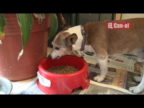 LUPO Stylo - Lucky Dog la mejor comida para tu perro