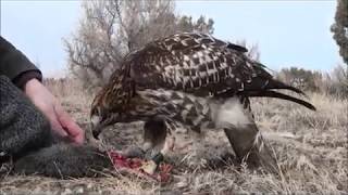 Training a Red-tailed hawk to hunt rabbits