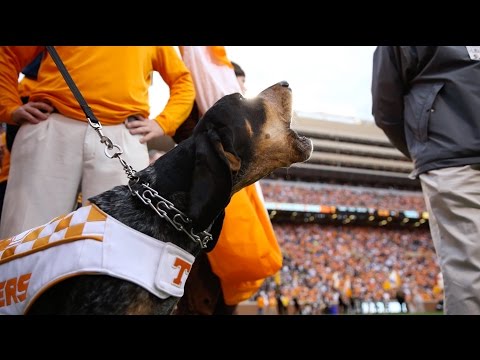 download lagu mp3 mp4 University Of Tennessee Mascot, download lagu University Of Tennessee Mascot gratis, unduh video klip University Of Tennessee Mascot